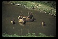 10075-00177-Elk, Wapiti, Cervus elaphus.jpg