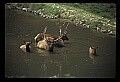 10075-00178-Elk, Wapiti, Cervus elaphus.jpg