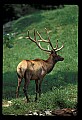 10075-00179-Elk, Wapiti, Cervus elaphus.jpg
