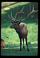 10075-00180-Elk, Wapiti, Cervus elaphus.jpg