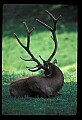 10075-00181-Elk, Wapiti, Cervus elaphus.jpg