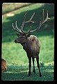 10075-00182-Elk, Wapiti, Cervus elaphus.jpg
