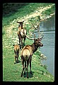 10075-00185-Elk, Wapiti, Cervus elaphus.jpg