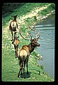 10075-00186-Elk, Wapiti, Cervus elaphus.jpg