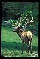 10075-00187-Elk, Wapiti, Cervus elaphus.jpg