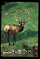 10075-00188-Elk, Wapiti, Cervus elaphus.jpg