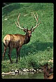 10075-00189-Elk, Wapiti, Cervus elaphus.jpg