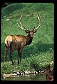 10075-00190-Elk, Wapiti, Cervus elaphus.jpg