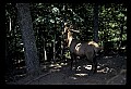 10075-00192-Elk, Wapiti, Cervus elaphus.jpg