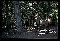 10075-00193-Elk, Wapiti, Cervus elaphus.jpg