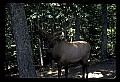 10075-00194-Elk, Wapiti, Cervus elaphus.jpg