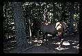 10075-00195-Elk, Wapiti, Cervus elaphus.jpg