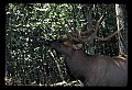 10075-00197-Elk, Wapiti, Cervus elaphus.jpg