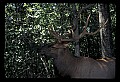 10075-00198-Elk, Wapiti, Cervus elaphus.jpg