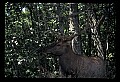 10075-00199-Elk, Wapiti, Cervus elaphus.jpg