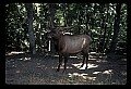 10075-00200-Elk, Wapiti, Cervus elaphus.jpg
