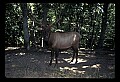 10075-00201-Elk, Wapiti, Cervus elaphus.jpg