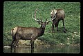 10075-00203-Elk, Wapiti, Cervus elaphus.jpg