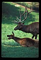 10075-00205-Elk, Wapiti, Cervus elaphus.jpg