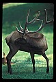 10075-00206-Elk, Wapiti, Cervus elaphus.jpg