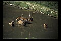 10075-00208-Elk, Wapiti, Cervus elaphus.jpg