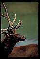 10075-00209-Elk, Wapiti, Cervus elaphus.jpg