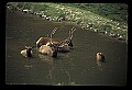10075-00213-Elk, Wapiti, Cervus elaphus.jpg