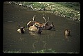 10075-00214-Elk, Wapiti, Cervus elaphus.jpg