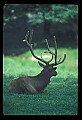 10075-00219-Elk, Wapiti, Cervus elaphus.jpg