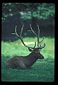 10075-00221-Elk, Wapiti, Cervus elaphus.jpg