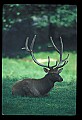 10075-00224-Elk, Wapiti, Cervus elaphus.jpg