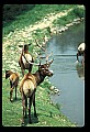 10075-00227-Elk, Wapiti, Cervus elaphus.jpg