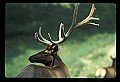 10075-00228-Elk, Wapiti, Cervus elaphus.jpg