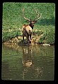 10075-00229-Elk, Wapiti, Cervus elaphus.jpg