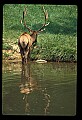 10075-00230-Elk, Wapiti, Cervus elaphus.jpg