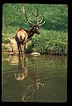 10075-00231-Elk, Wapiti, Cervus elaphus.jpg