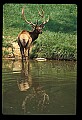 10075-00232-Elk, Wapiti, Cervus elaphus.jpg