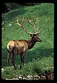 10075-00233-Elk, Wapiti, Cervus elaphus.jpg