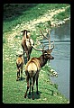 10075-00235-Elk, Wapiti, Cervus elaphus.jpg