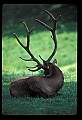 10075-00239-Elk, Wapiti, Cervus elaphus.jpg