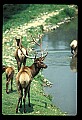 10075-00241-Elk, Wapiti, Cervus elaphus.jpg