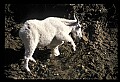 10076-00002-Mountain Goat, Oreamnos americanus.jpg