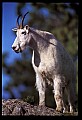 10076-00003-Mountain Goat, Oreamnos americanus.jpg