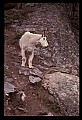 10076-00005-Mountain Goat, Oreamnos americanus.jpg