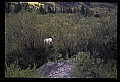 10076-00006-Mountain Goat, Oreamnos americanus.jpg