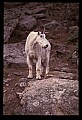 10076-00007-Mountain Goat, Oreamnos americanus.jpg