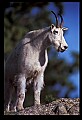 10076-00008-Mountain Goat, Oreamnos americanus.jpg