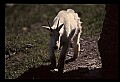 10076-00010-Mountain Goat, Oreamnos americanus.jpg