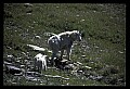 10076-00012-Mountain Goat, Oreamnos americanus.jpg