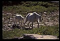 10076-00015-Mountain Goat, Oreamnos americanus.jpg